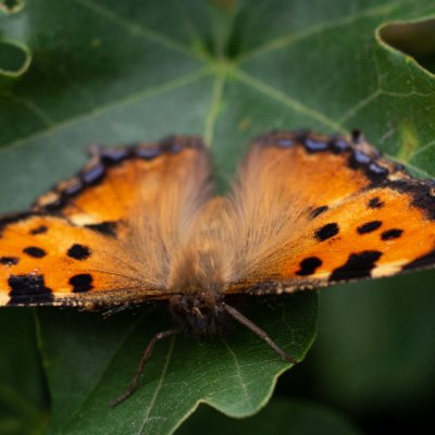 Nymphalis polychloros (babočka jilmová), NPR Mohelenská hadcová step