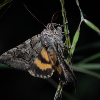 Catocala eutychea (-), GR, Myrtidion monastery, Korfu