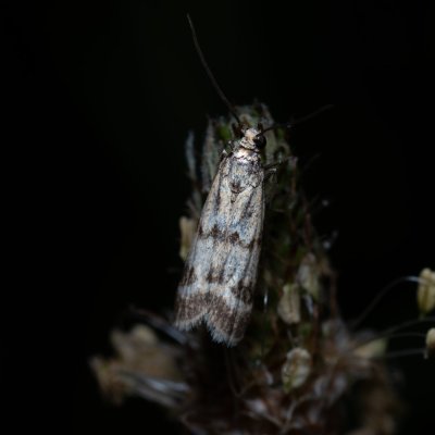 Homoeosoma sinuella (-), PR Kamenný vrch