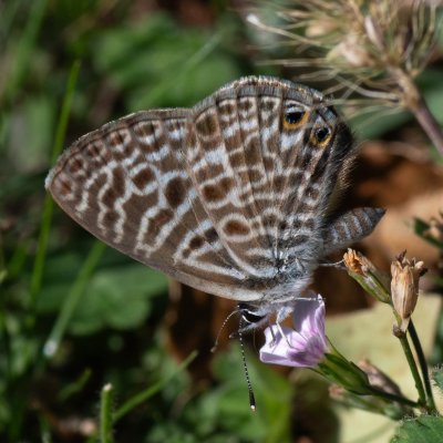 Leptotes pirithous (modrásek tažný), HR, Jablanac