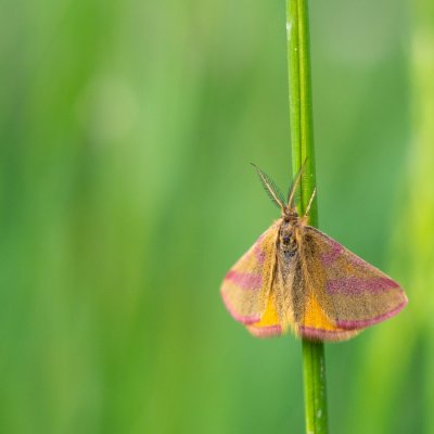Lythria cruentaria (rudopásník menší) / Lythria purpuraria (rudopásník šťovíkový), Podkomorské lesy