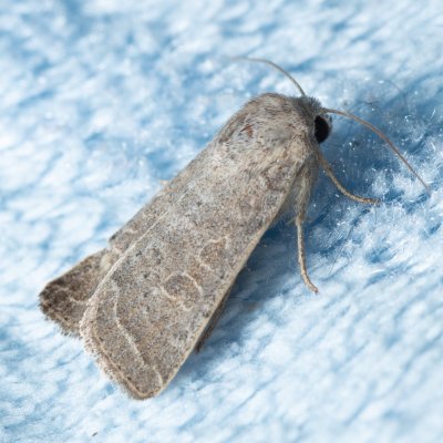 Hoplodrina ambigua (blýskavka jitrocelová), Žebětín