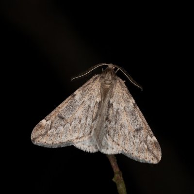 Alsophila aescularia (hedvábnice jarní), Žebětín