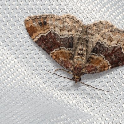 Xanthorhoe spadicearia (píďalka jitrocelová), Popůvky