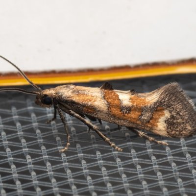 Epermenia pontificella (-), NPP Pouzdřanská step - Kolby