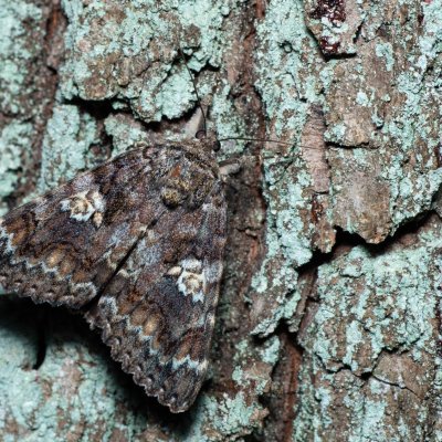 Catocala sponsa (stužkonoska dubová), Žebětín