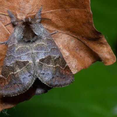 Clostera pigra (vztyčnořitka osiková), Augšperský potok