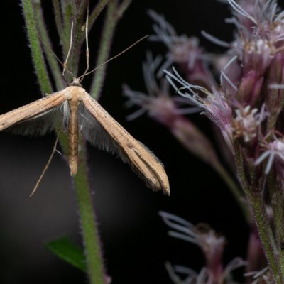 ?, PP Augšperský potok