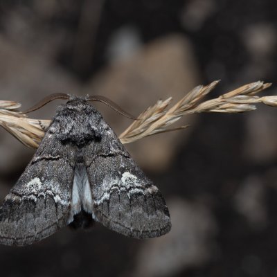 Drymonia querna (hřbetozubec drnákový), PR Svatý kopeček