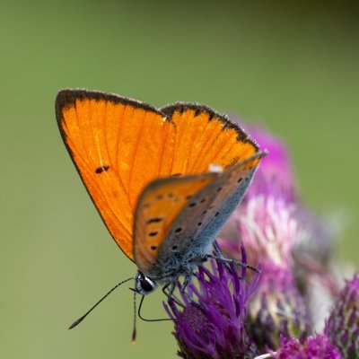 Lycaena dispar (ohniváček černočárný), SK, Štôla
