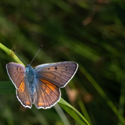 Lycaena alciphron (ohniváček modrolesklý), Havranické vřesoviště