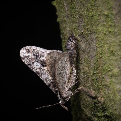 Agriopis leucophaearia (tmavoskvrnáč dubový), Žebětín