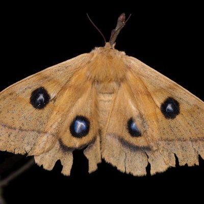 Aglia tau (martináč bukový), PP Kavky