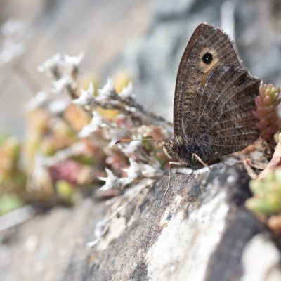 Arethusana arethusa (okáč kostřavový), PP Pustý mlýn