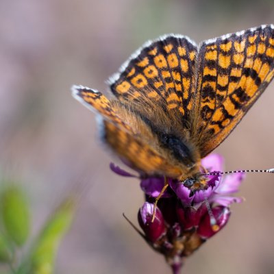 Melitaea cinxia (hnědásek kostkovaný), PR Biskoupský kopec