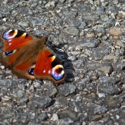 Aglais io (babočka paví oko), Nesyt