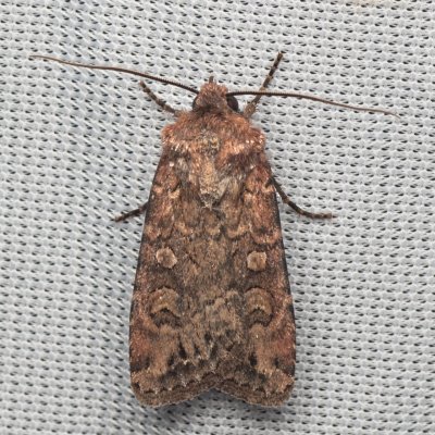 Euxoa tritici (osenice pšeničná), NPR Děvín