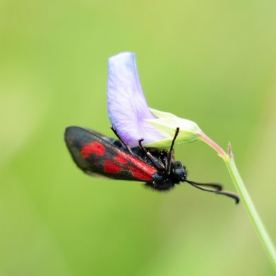 Zygaena loti (vřetenuška kozincová), PP Obůrky - Třeštěnec