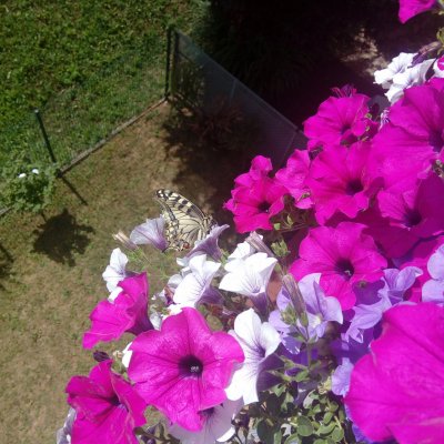 Papilio machaon (otakárek fenyklový), Žebětín