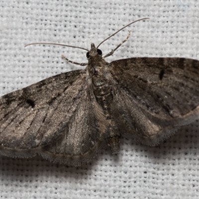 Eupithecia sp., PP Kavky
