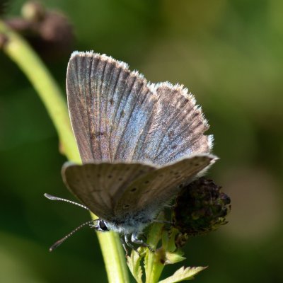 Maculinea teleius (modrásek očkovaný), PR Studnické louky