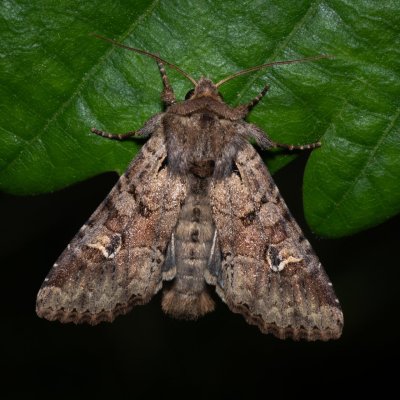 Apamea sordens (šedavka obilná), PP Střelický les