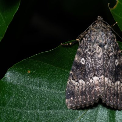 Amphipyra pyramidea (blýskavka ořešáková), Žebětín