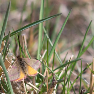 Lythria cruentaria (rudopásník menší), PR Biskoupský kopec