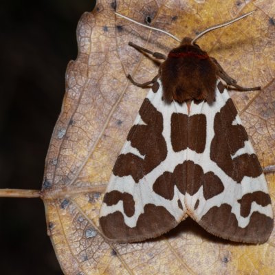 Arctia caja (přástevník medvědí), Hrabětice