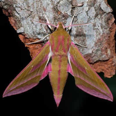 Deilephila elpenor (lišaj vrbkový), Devět křížů