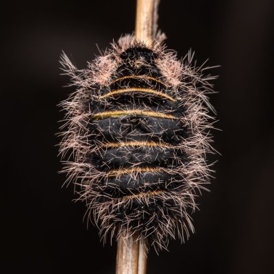 Lycia zonaria (drsnokřídlec bělopásný), PP Člupy