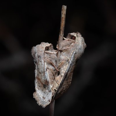 Orthosia incerta (jarnice březnová), PP Člupy