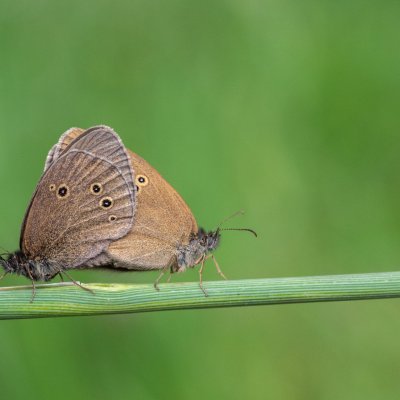 Aphantopus hyperanthus (okáč prosíčkový), SK, Štôla