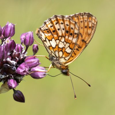 Brenthis hecate (perleťovec dvouřadý), NPR Čertoryje