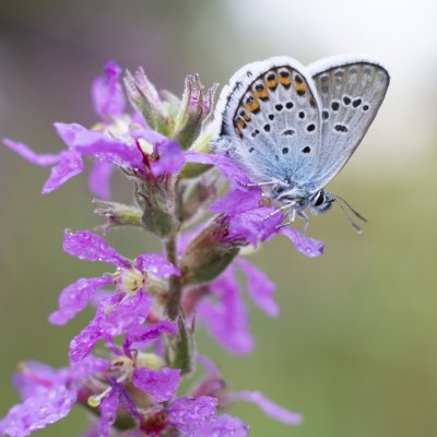 Plebejus argus (modrásek černolemý), PR Rakovecké stráně a údolí bledulí