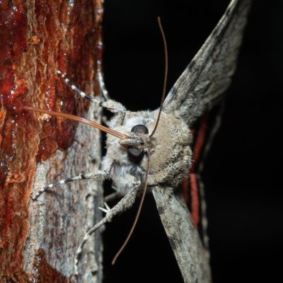 Catocala puerpera (stužkonoska vzácná), Hrušovany u Brna