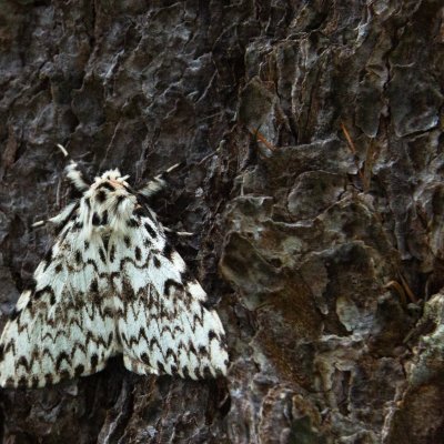 Lymantria monacha (bekyně mniška), SK, Belianské Tatry