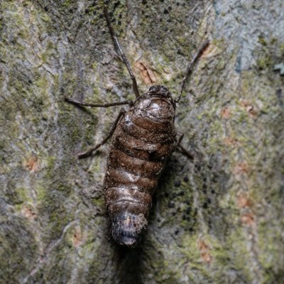Alsophila aescularia (hedvábnice jarní), PR Kamenný vrch