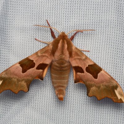 Mimas tiliae (lišaj lipový), NPP Jeskyně Pekárna