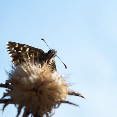 Pyrgus malvae (soumračník jahodníkový), Žebětín