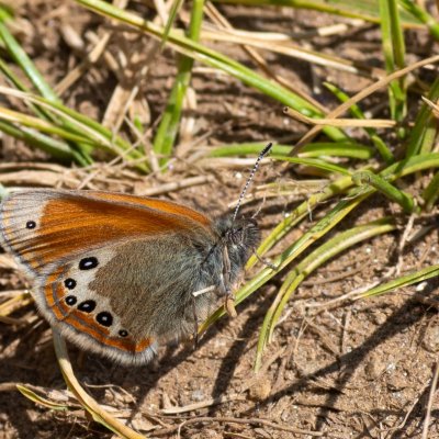 Coenonympha gardetta (okáč alpský), IT, Pfelders - Plan, Jižní Tyrolsko