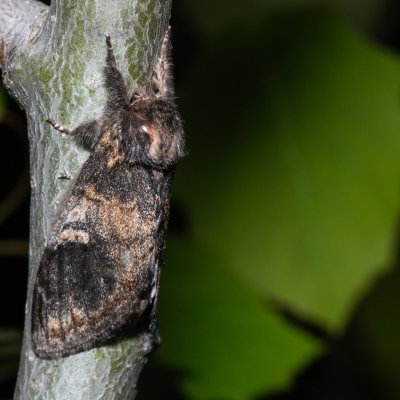 Notodonta tritophus (hřbetozubec topolový), Hády - Ruženin lom