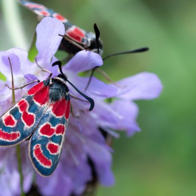 Zygaena carniolica (vřetenuška ligrusová), PP Černice