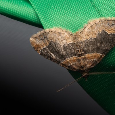 Xanthorhoe ferrugata (píďalka hojná), PR Pavlovské mokřady