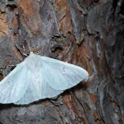 Arctornis l-nigrum (bekyně černé L), PP Černice