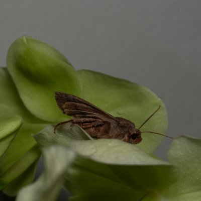 Conistra vaccinii (zimovnice brusnicová), Žebětín