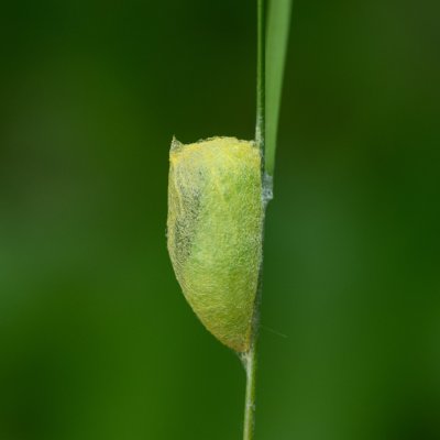 Bena bicolorana (zeleněnka dubová), PR Bosonožský hájek