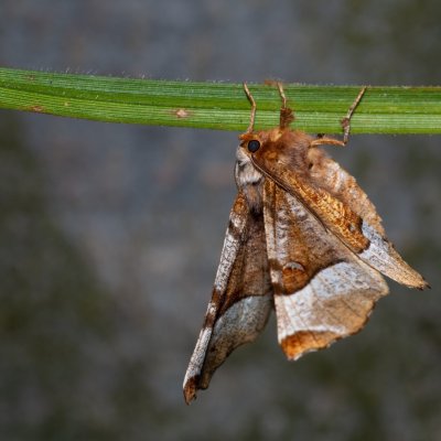 Selenia tetralunaria (zejkovec čtyřměsíčný), Kývalka