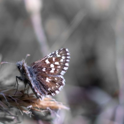 Pyrgus malvae (soumračník jahodníkový), PR Kamenný vrch