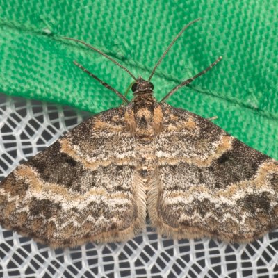 Pterapherapteryx sexalata (šedokřídlec vrbový), PP Prameniště Pohořského potoka